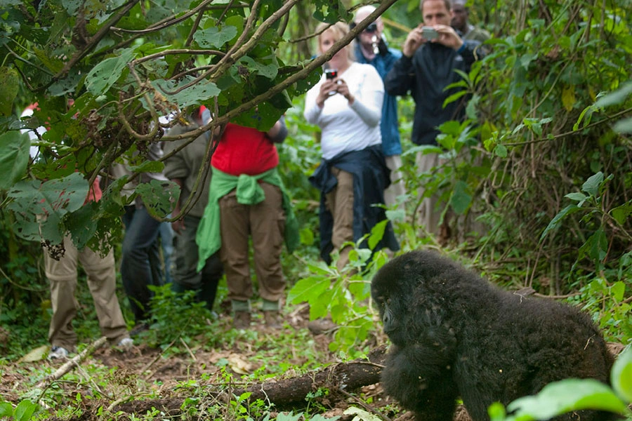 3-days-short-gorilla-trekking-safari-in-bwindi