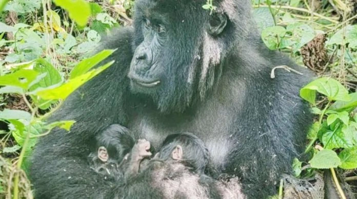mafuko-gave-birth-to-rare-mountain-gorilla-twins-in-congo-park