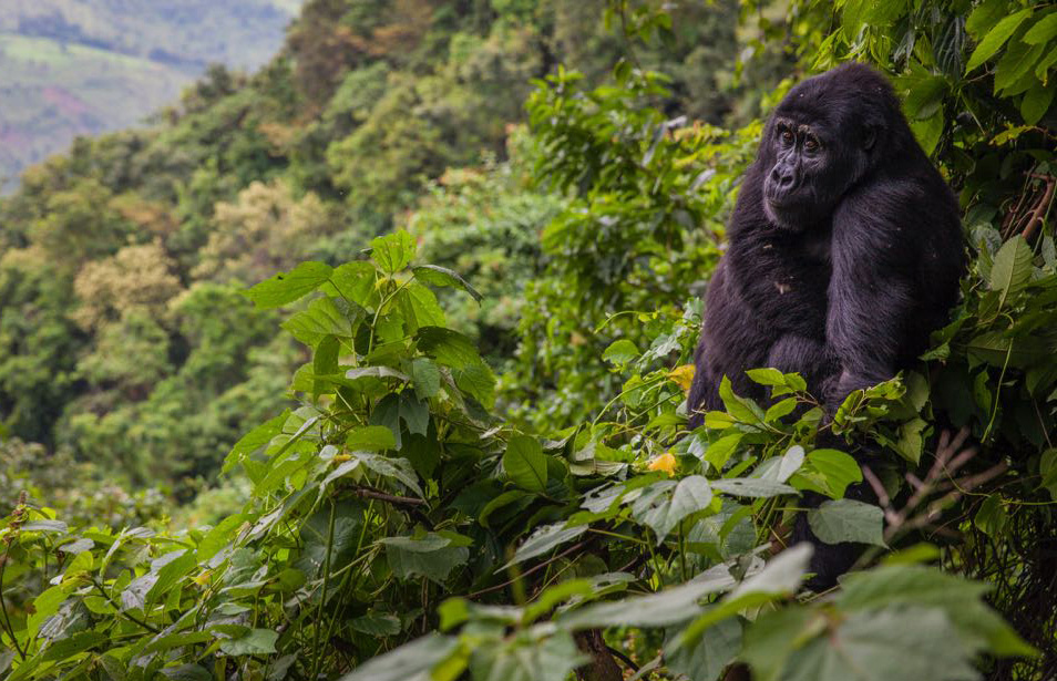 gorilla-trekking-and-wildlife-tours-in-uganda