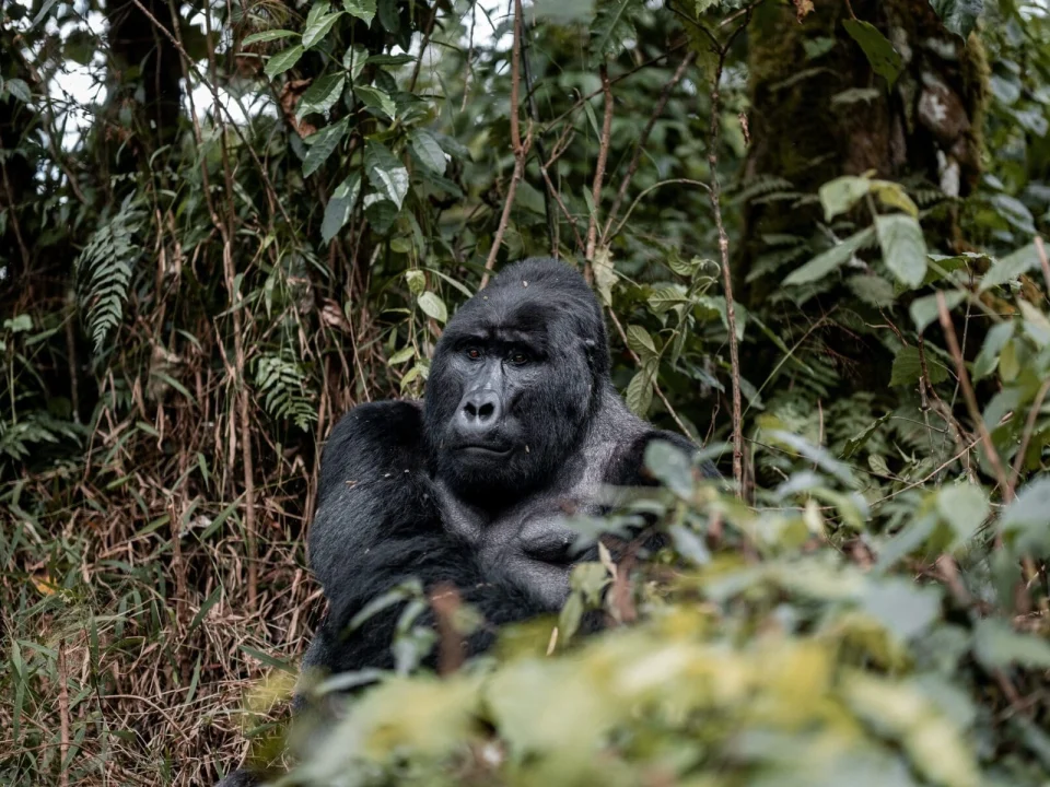 can-i-start-a-uganda-gorilla-safari-from-rwanda