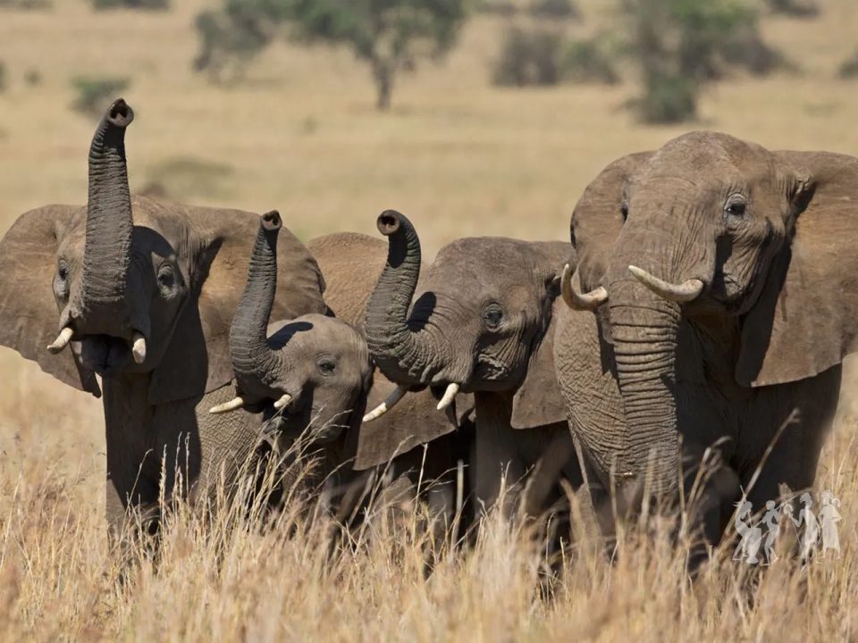 budget-uganda-rwanda-tours
