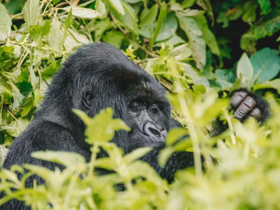 1-day-gorilla-trek-uganda-bwindi-gorilla-trek-from-kigali