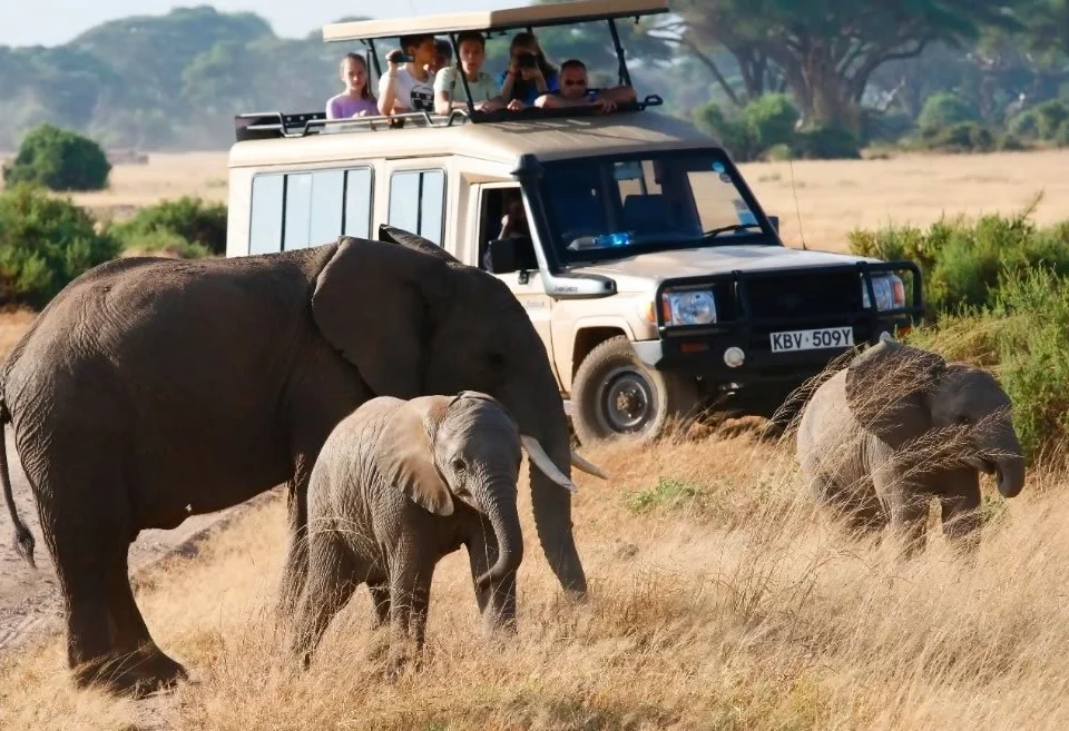 gorilla-tracking-and-big-five-safaris-in-uganda