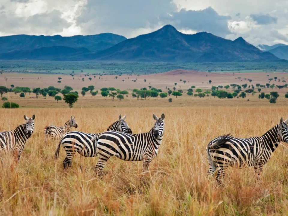how-much-does-it-cost-to-visit-kidepo-valley-national-park