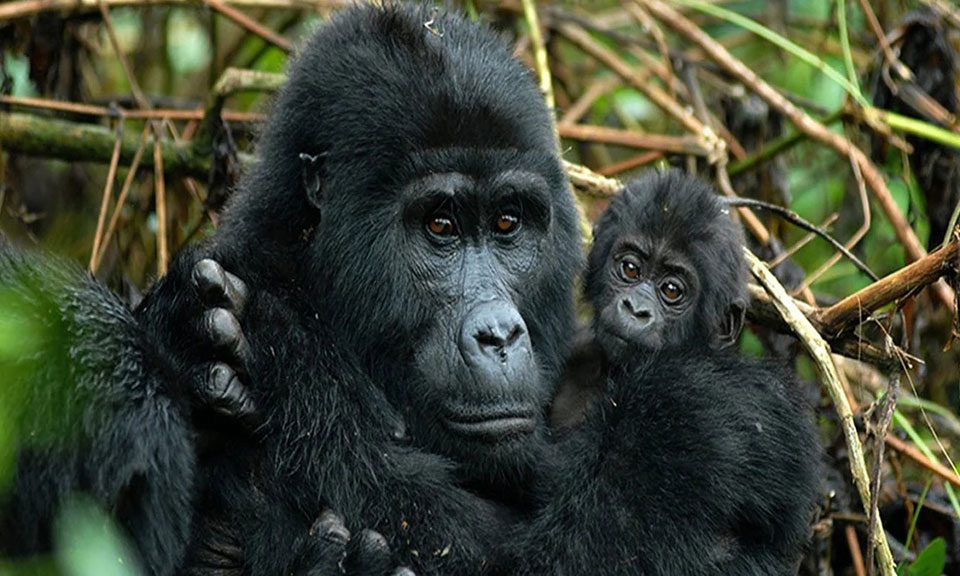 combining-nyungwe-chimps-with-gorilla-trek-in-uganda