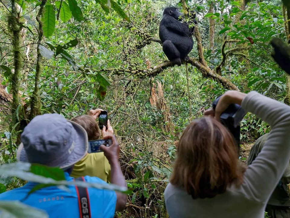 gorilla-tracking-and-big-five-safaris-in-uganda
