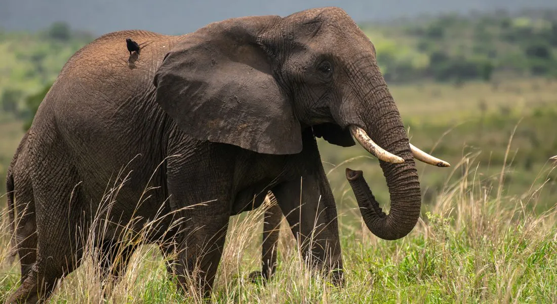 the-big-five-safari-in-uganda
