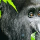 gorilla-and-chimpanzee-tracking-safari-in-uganda