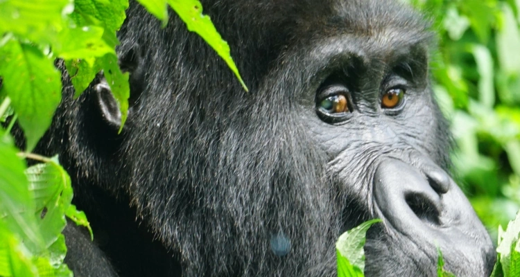 cheap-gorilla-tours-to-mgahinga-gorilla-national-park
