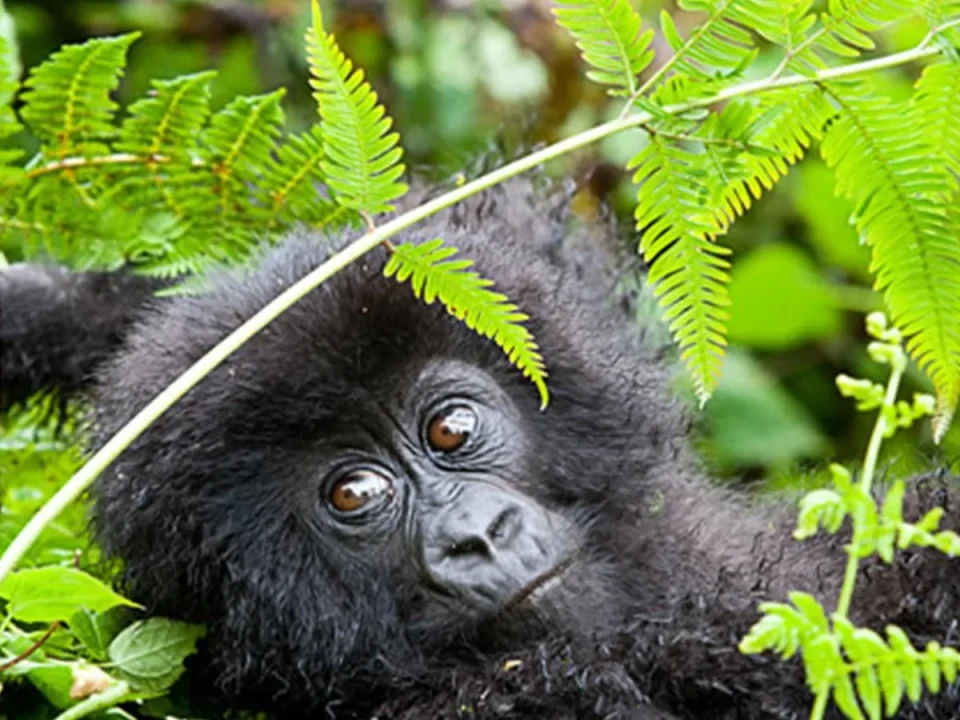 combining-gorilla-trekking-with-wildlife-safaris-in-uganda