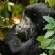 15-days-uganda-rwanda-safari-experience
