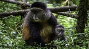Luxury Wildlife Safari