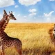rwanda-safaris-beyond-gorillas-wildlife-culture