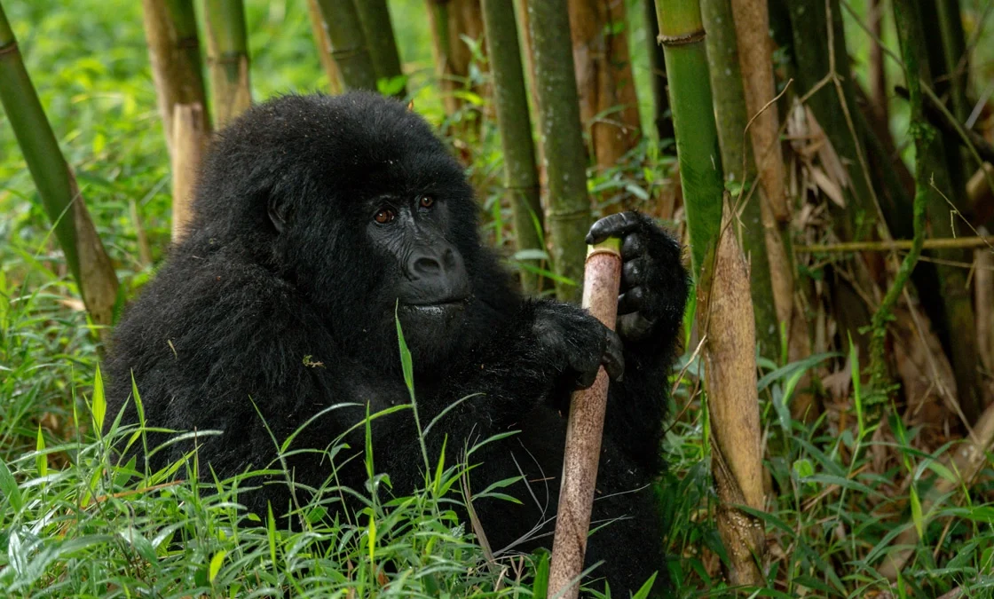 gorilla-safaris-and-budget-game-drives-in-uganda