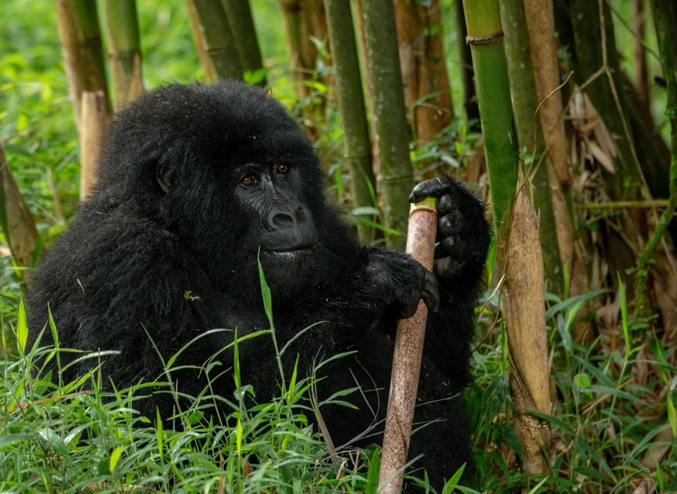 gorilla-safaris-and-budget-game-drives-in-uganda