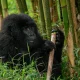 a-complete-guide-to-gorilla-trekking-in-mgahinga-national-park