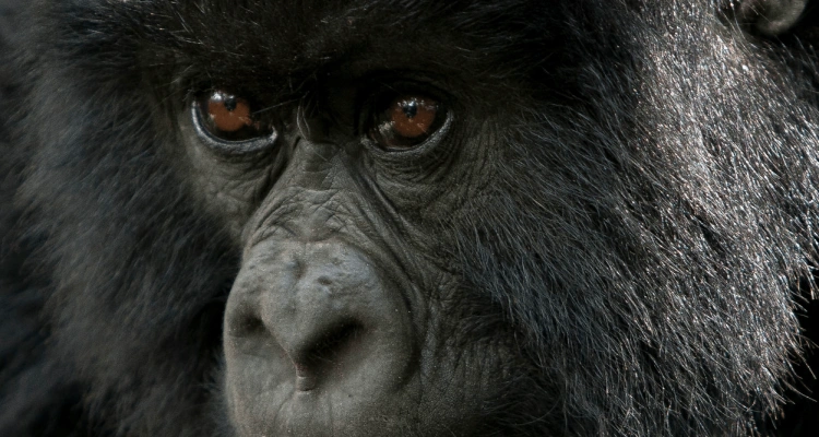 why-rwanda-gorilla-safaris-are-more-popular-than-uganda