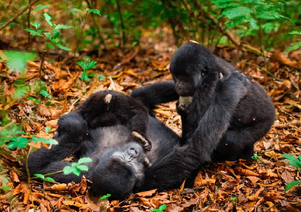 small-group-gorilla-safaris-in-uganda