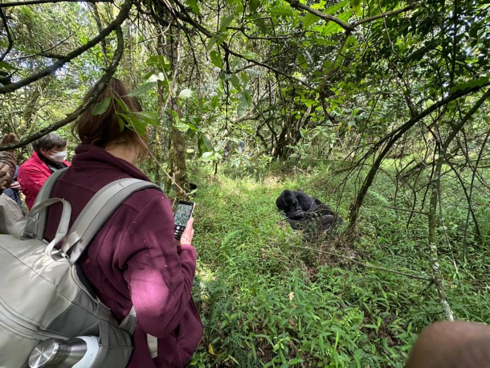 managing-expectations-for-your-gorilla-safari-adventure