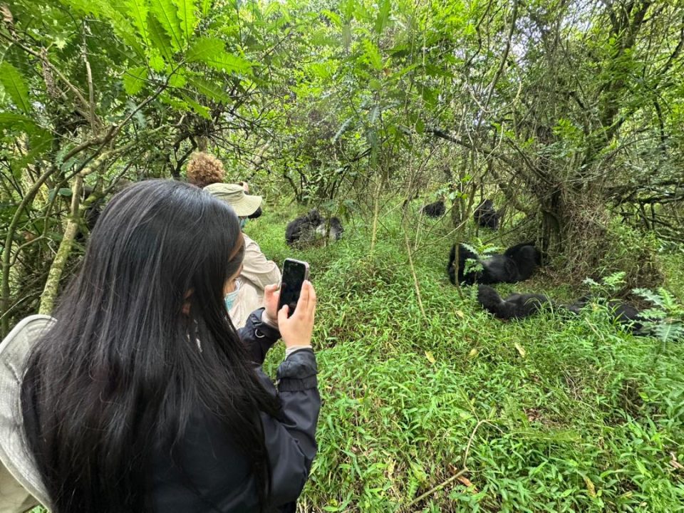 last-minute-gorilla-trekking-in-uganda