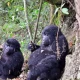 how-to-see-mountain-gorillas-on-a-budget-safaris-in-uganda