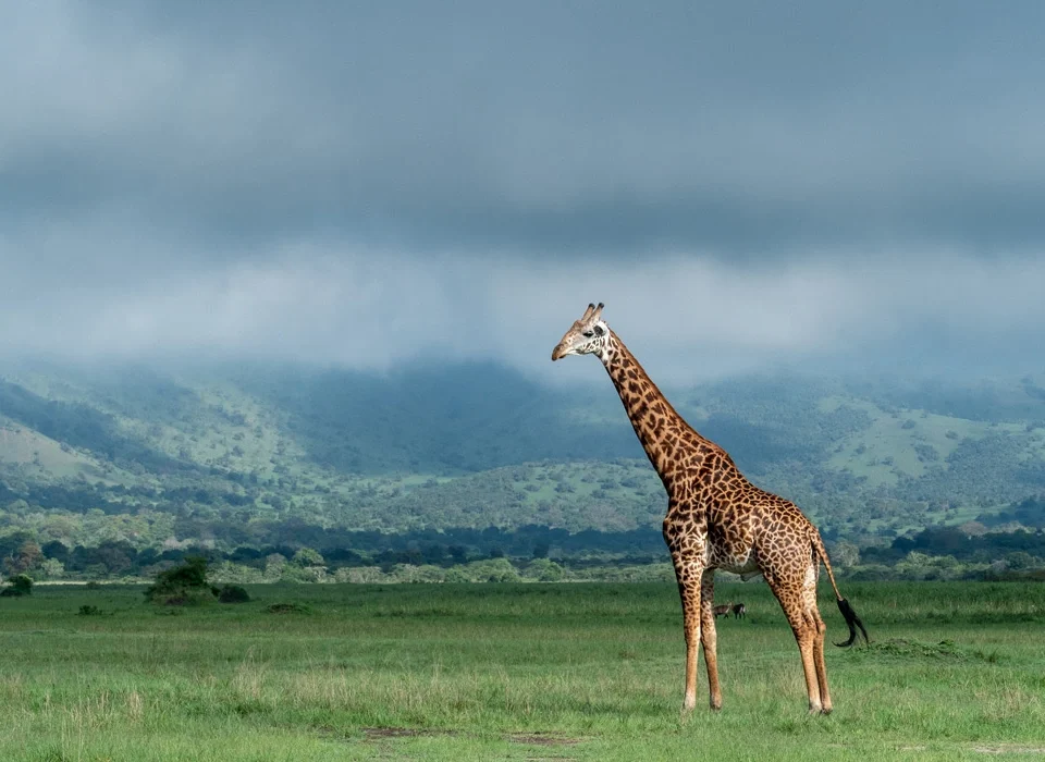 combine-volcanoes-national-park-with-akagera-safari