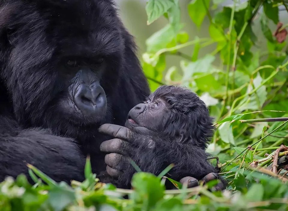free-gorilla-photography-checklist-2026-2027-gorilla-trekking-tips