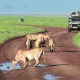 best-safari-destinations-in-east-africa-for-first-time-visitors