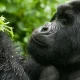 budget-gorilla-safaris-in-uganda-and-rwanda