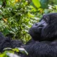 gorilla-safari-combined-with-chimps-in-uganda