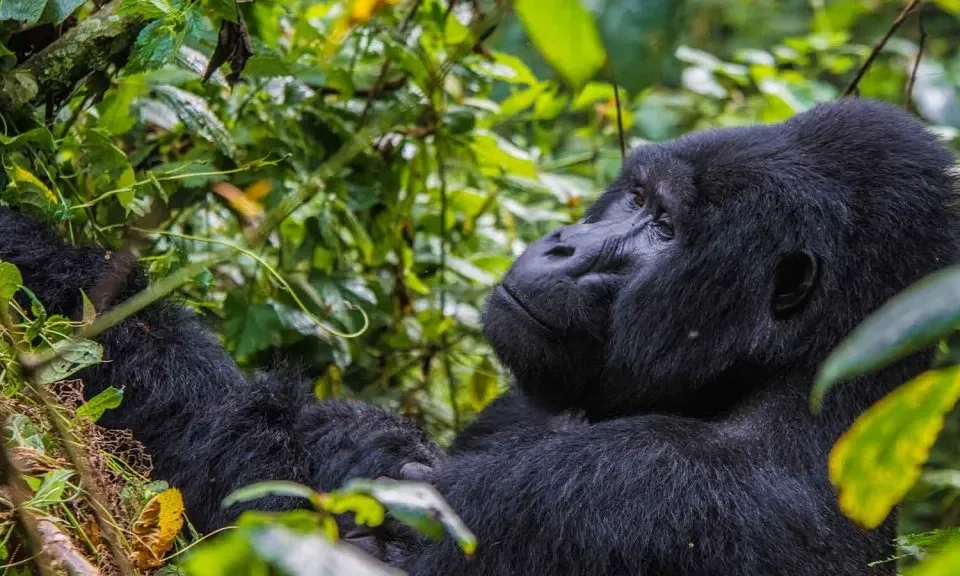 3-days-gorilla-trekking-safari-from-kigali-to-bwindi