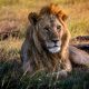 kenya-safari-guide-maasai-mara-big-five-great-migration