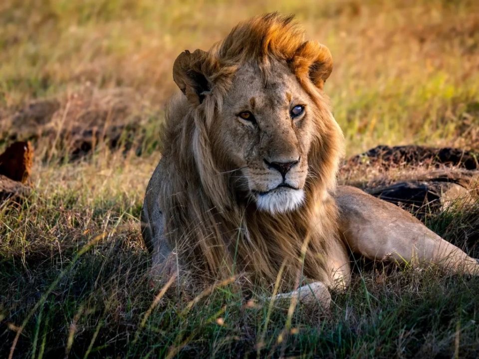 kenya-safari-guide-maasai-mara-big-five-great-migration
