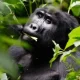 short-uganda-gorilla-safaris-starting-from-kigali