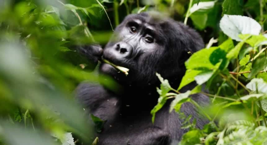 short-uganda-gorilla-safaris-starting-from-kigali