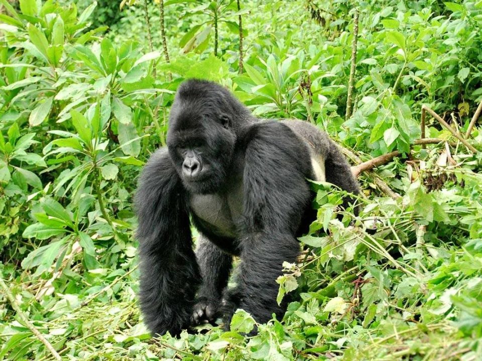 comparing-gorilla-safaris-in-rwanda-and-uganda