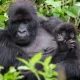 7-days-uganda-rwanda-combined-safari