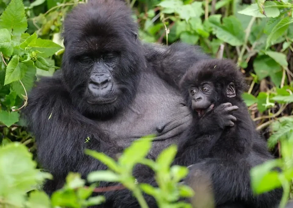 7-days-uganda-rwanda-combined-safari