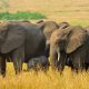 3-days-safari-to-queen-elizabeth-national-park