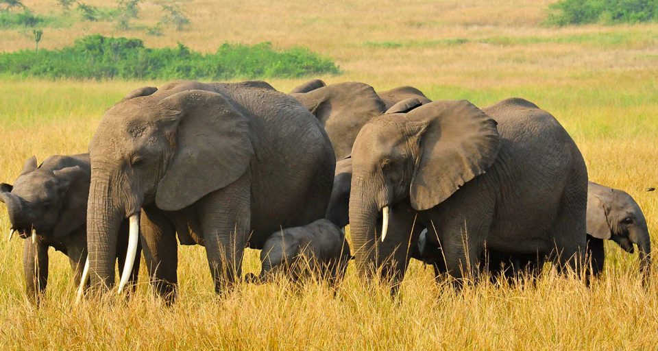 3-days-safari-to-queen-elizabeth-national-park