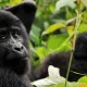 1-day-gorilla-trekking-in-bwindi-from-kigali-is-it-possible