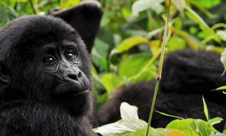 gorilla-trekking-in-uganda-and-rwanda-the-double-experience