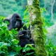 gorilla-habituation-experience-in-rushaga-sector