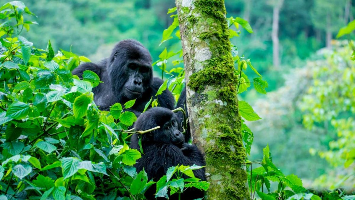 what-its-like-to-trek-gorillas-in-uganda-and-rwanda