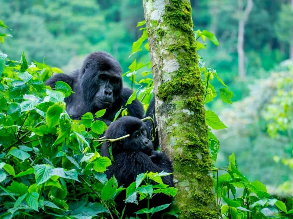the-best-time-for-a-uganda-safari-from-kigali