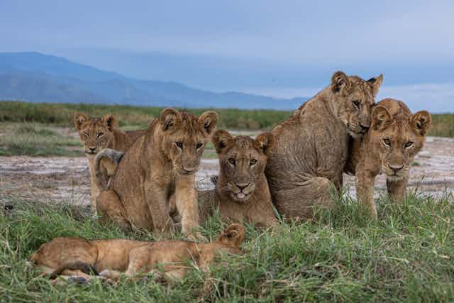budget-safari-tours-in-uganda-wildlife-adventures-for-less