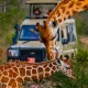 classic-savannah-safaris-in-uganda-with-gorilla-trekking