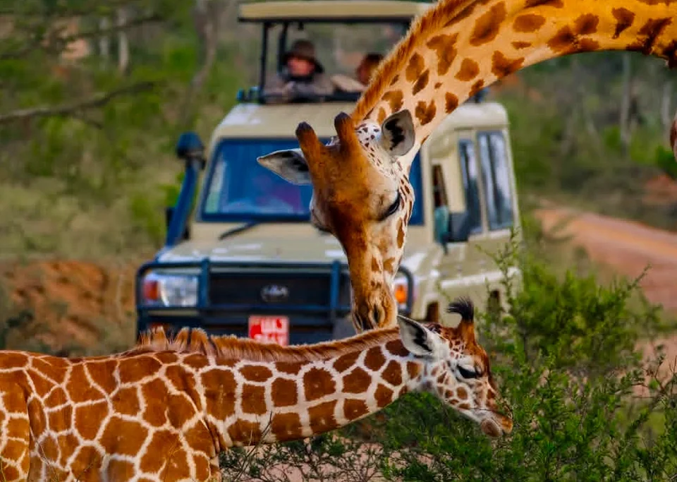classic-savannah-safaris-in-uganda-with-gorilla-trekking