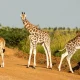 best-safari-itinerary-for-chimpanzees-wildlife-and-cultural-tours