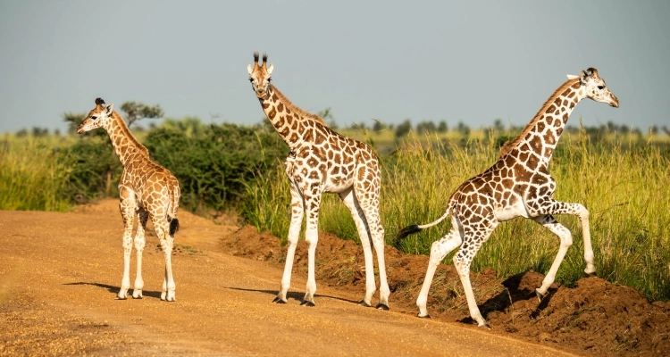 best-safari-itinerary-for-chimpanzees-wildlife-and-cultural-tours